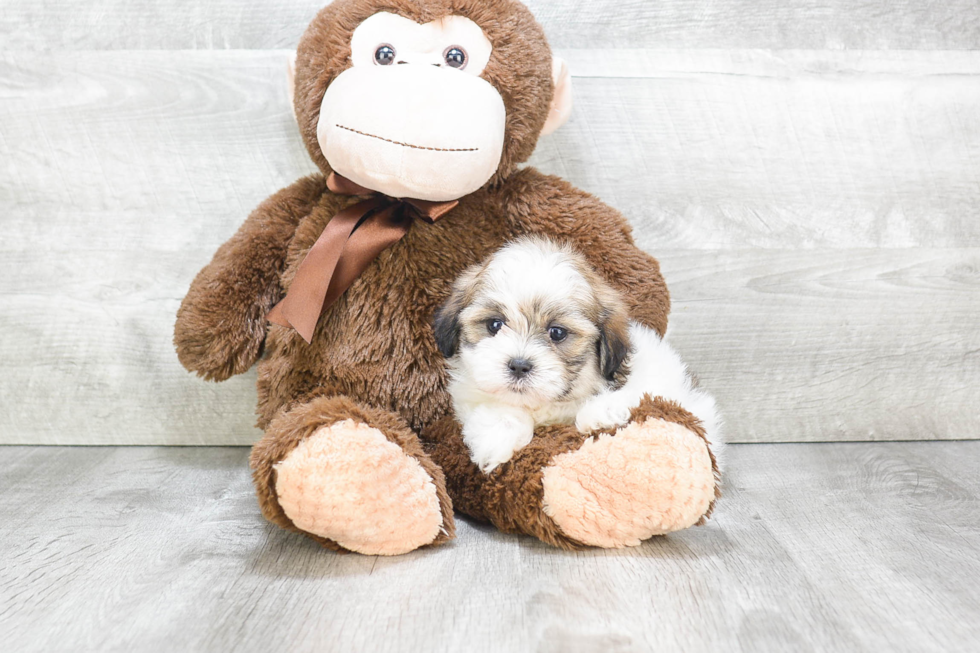 Smart Teddy Bear Designer Pup