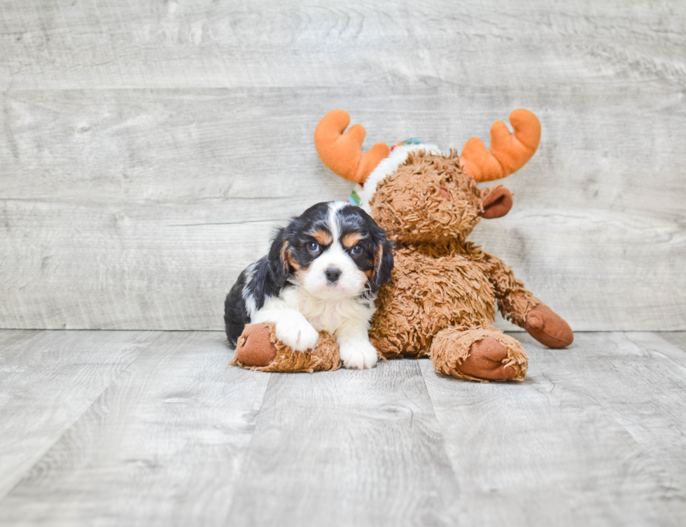 Funny Cavalier King Charles Spaniel Baby