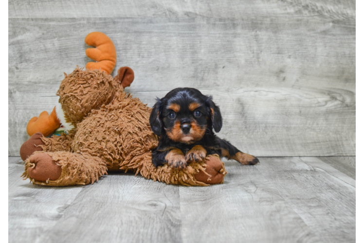 Funny Cavalier King Charles Spaniel Baby