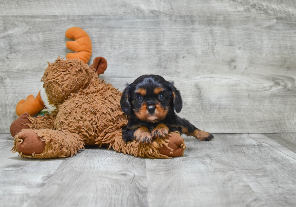 Funny Cavalier King Charles Spaniel Baby