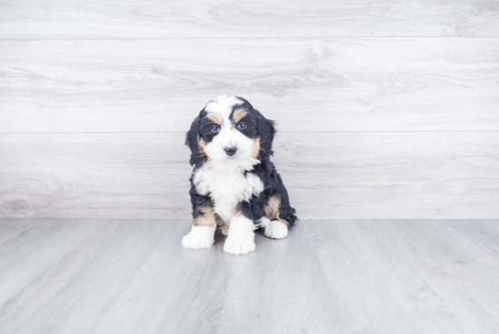 Mini Bernedoodle Pup Being Cute