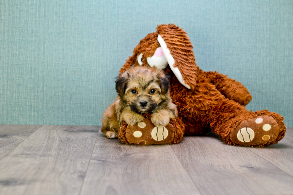 Meet Jackson - our Morkie Puppy Photo 