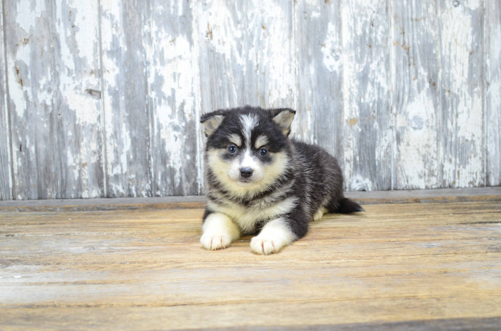 Best Pomsky Baby