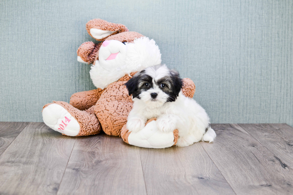 Akc Registered Havanese Baby