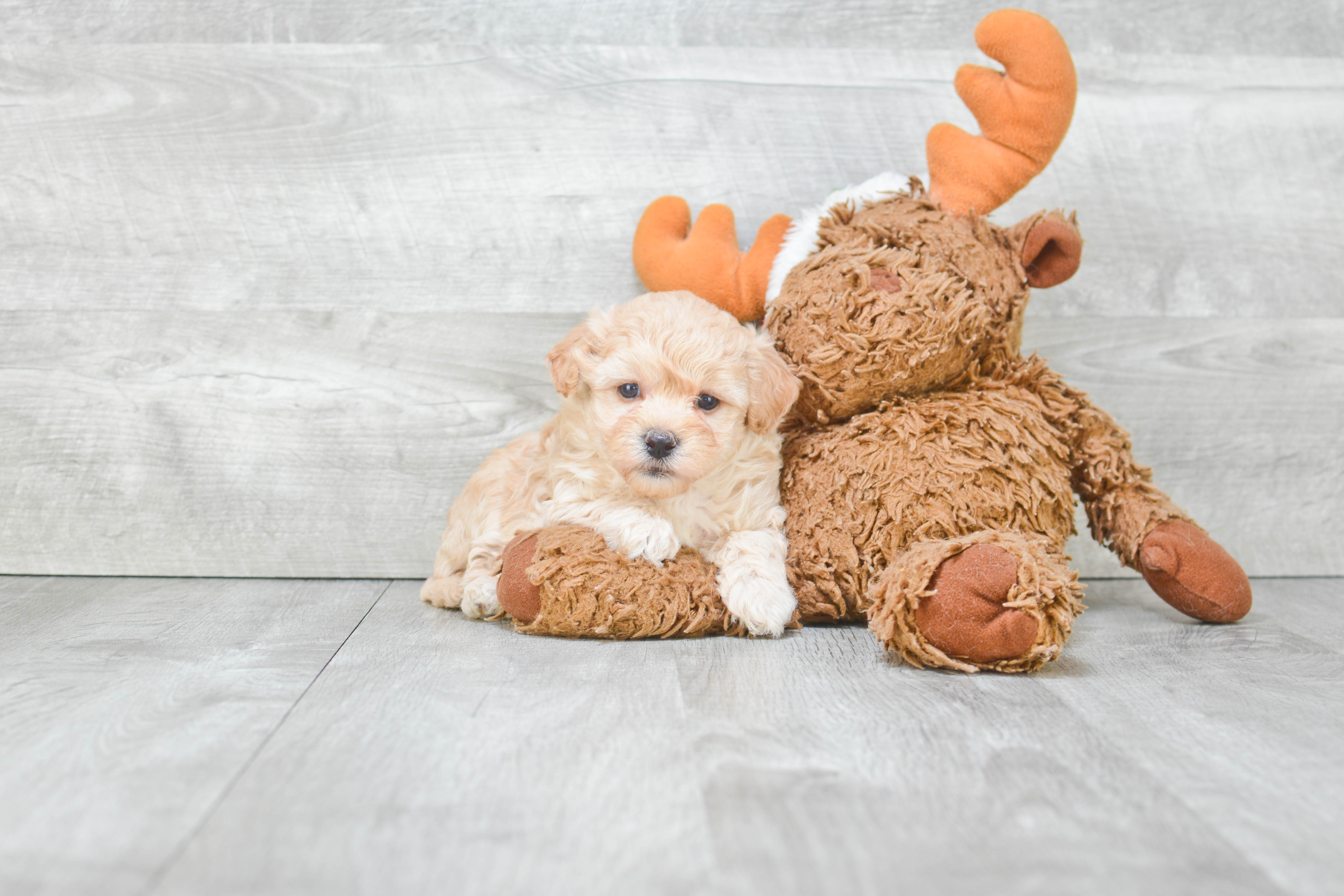 Maltipoo Pup Being Cute