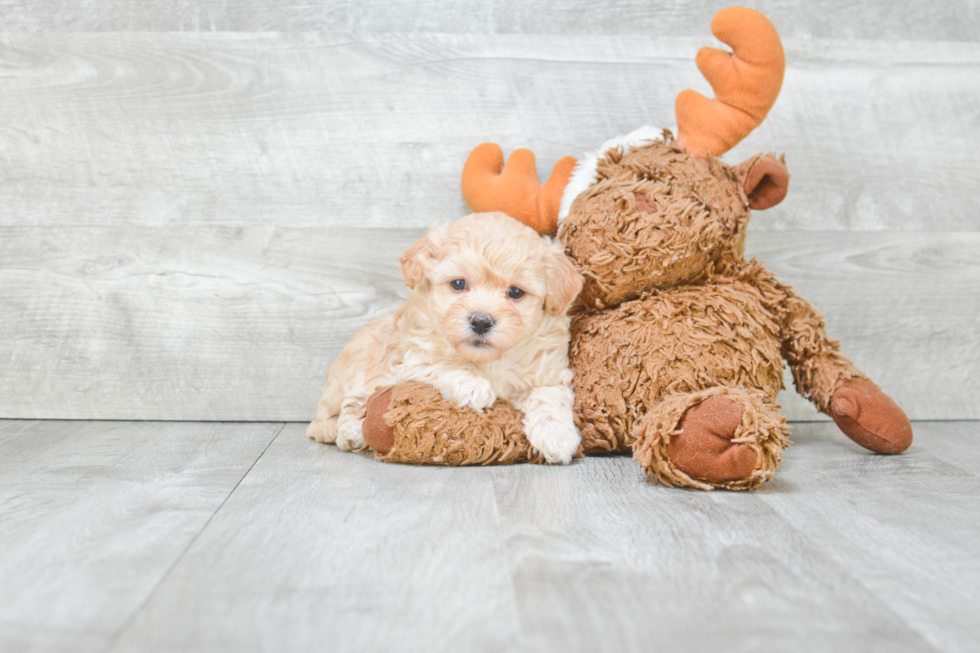 Maltipoo Pup Being Cute