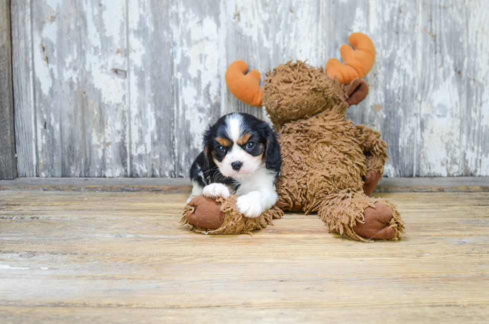 Best Cavalier King Charles Spaniel Baby