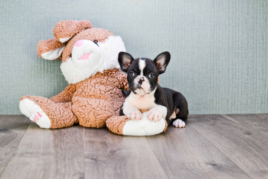 French Bulldog Pup Being Cute