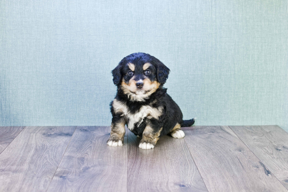 Friendly Mini Bernedoodle Baby