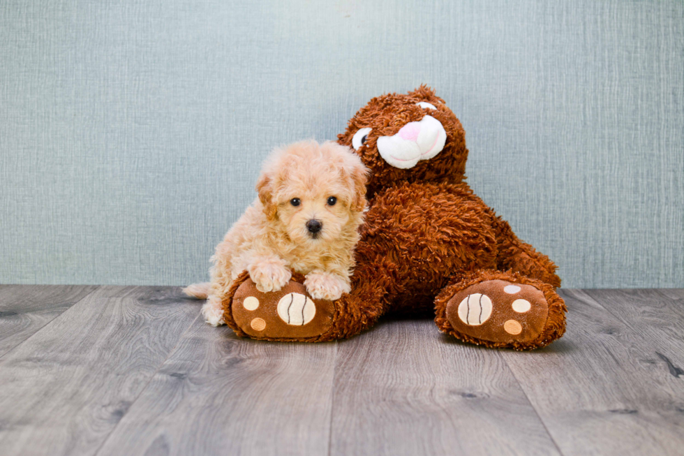 Friendly Maltipoo Baby