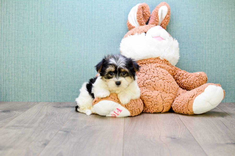 Funny Morkie Designer Pup
