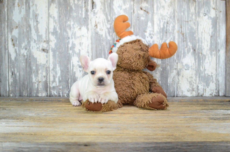 Cute Frenchie Purebred Puppy