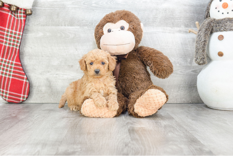 Playful Golden Retriever Poodle Mix Puppy