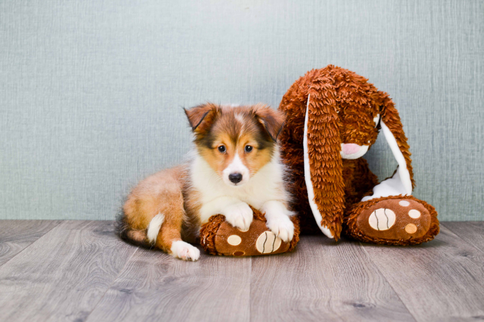 Sheltie Puppy for Adoption