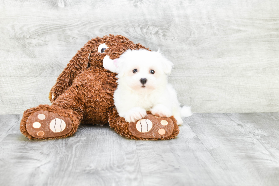 Happy Maltese Purebred Puppy