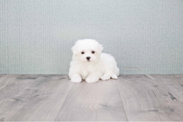 Best Maltese Baby