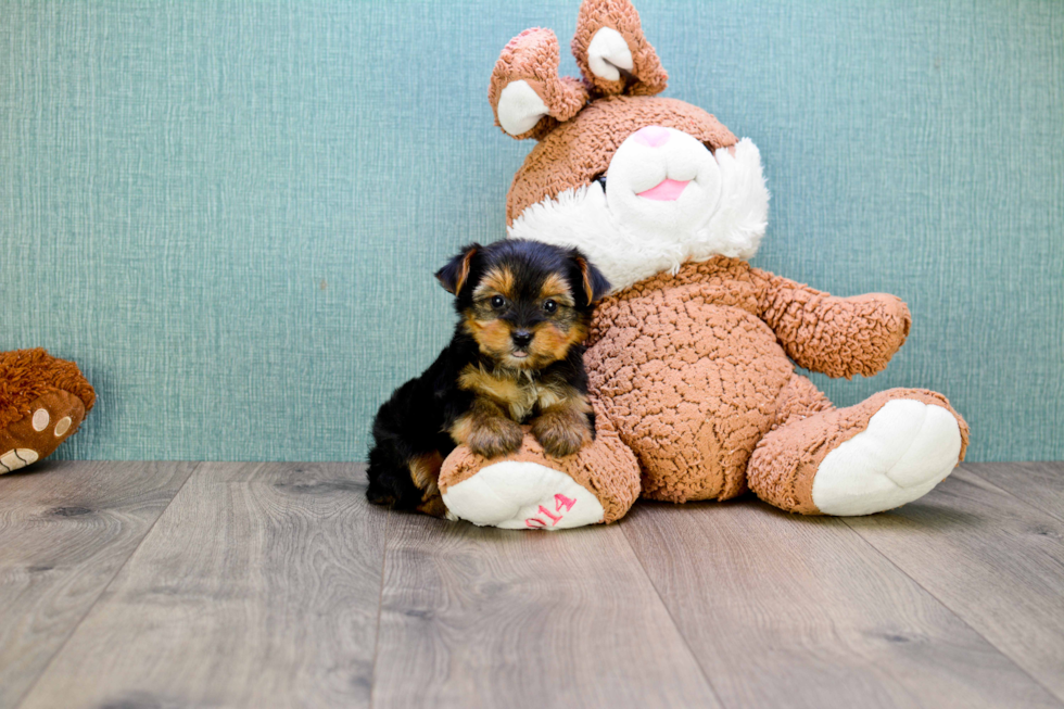 Meet Rascal - our Yorkshire Terrier Puppy Photo 