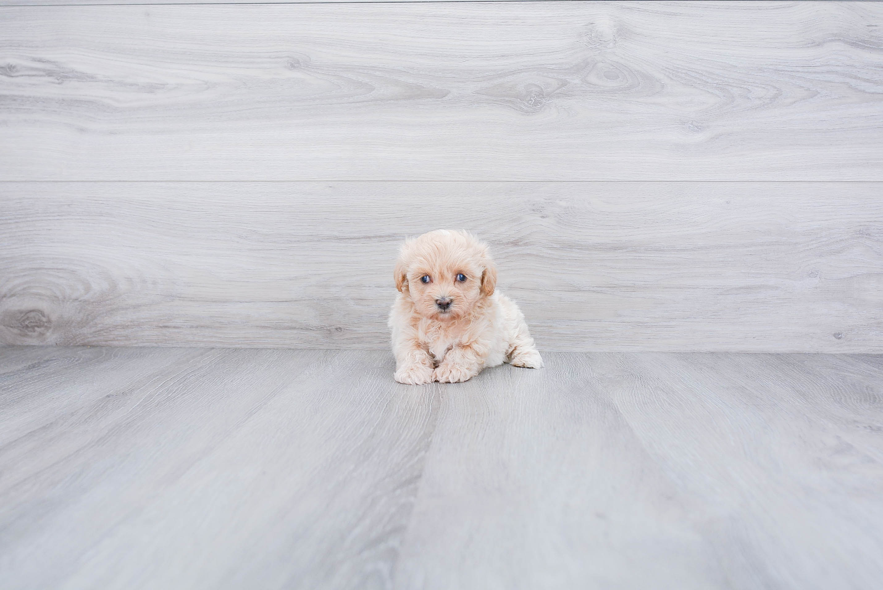 Sweet Maltipoo Baby