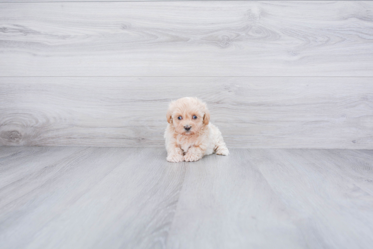 Sweet Maltipoo Baby
