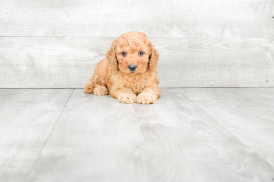 Best Mini Goldendoodle Baby