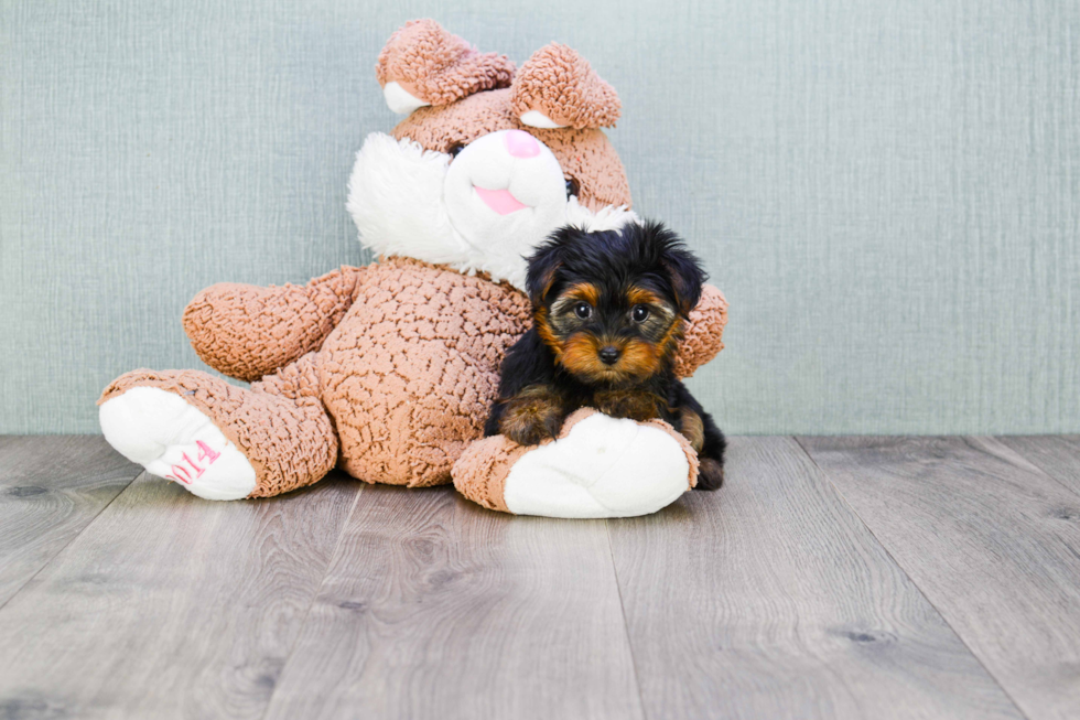 Meet Twinkle - our Yorkshire Terrier Puppy Photo 