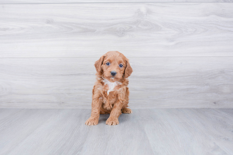 Cockapoo Pup Being Cute