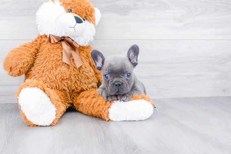 Best French Bulldog Baby