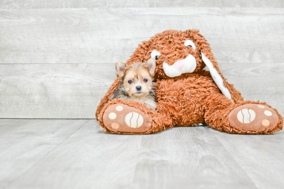 Happy Morkie Baby