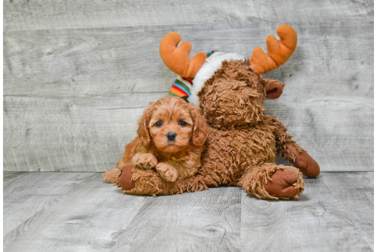 Adorable Cavoodle Poodle Mix Puppy