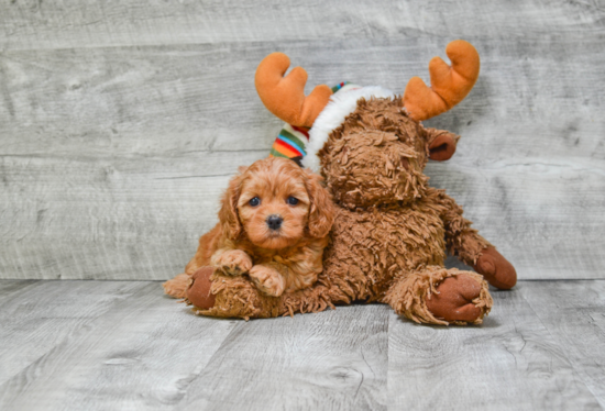 Adorable Cavoodle Poodle Mix Puppy