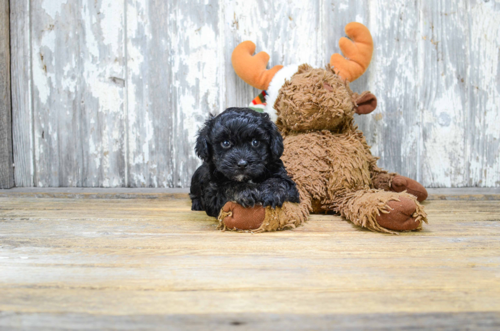 Sweet Maltipoo Baby