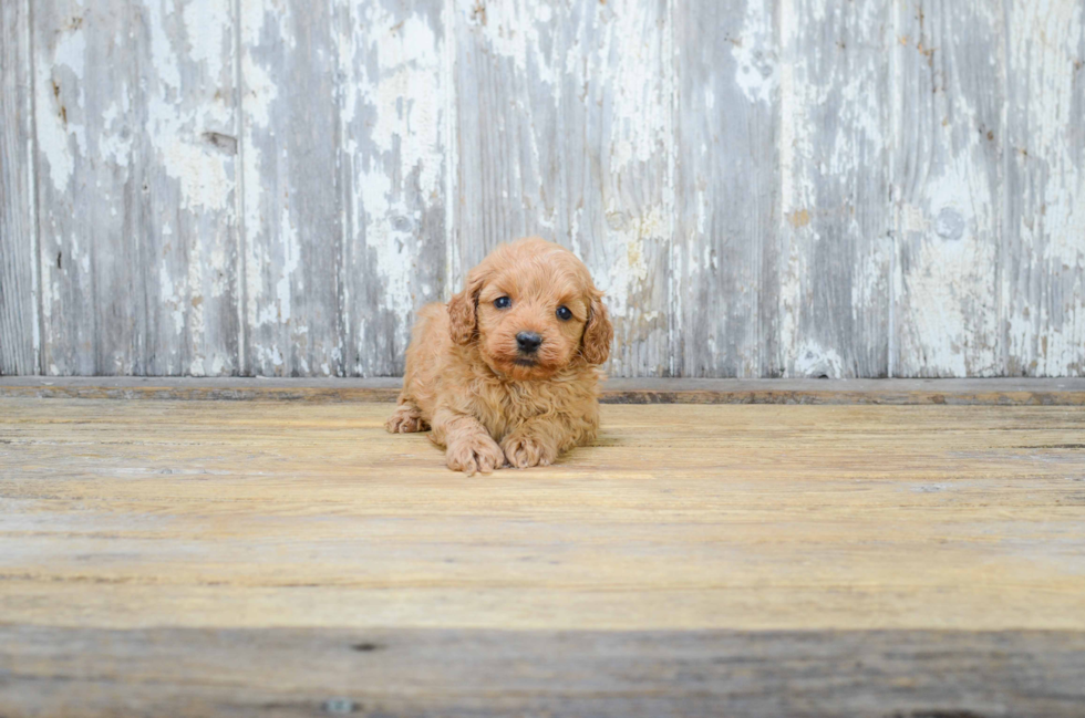 Energetic Golden Retriever Poodle Mix Puppy