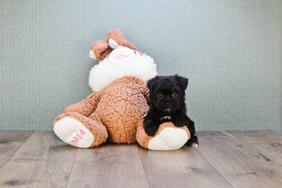 Morkie Pup Being Cute