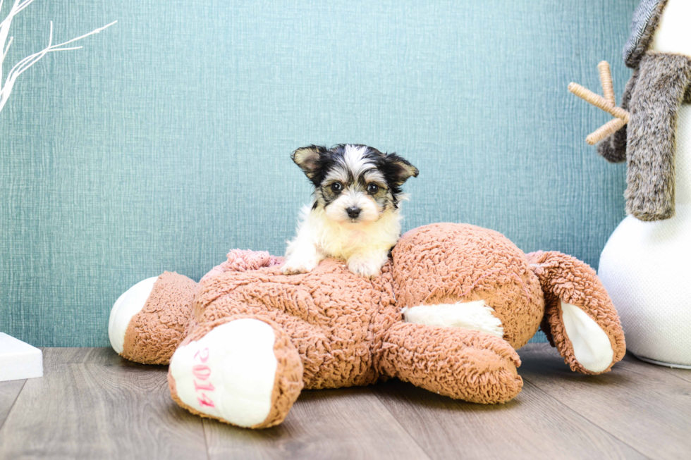 Best Morkie Baby