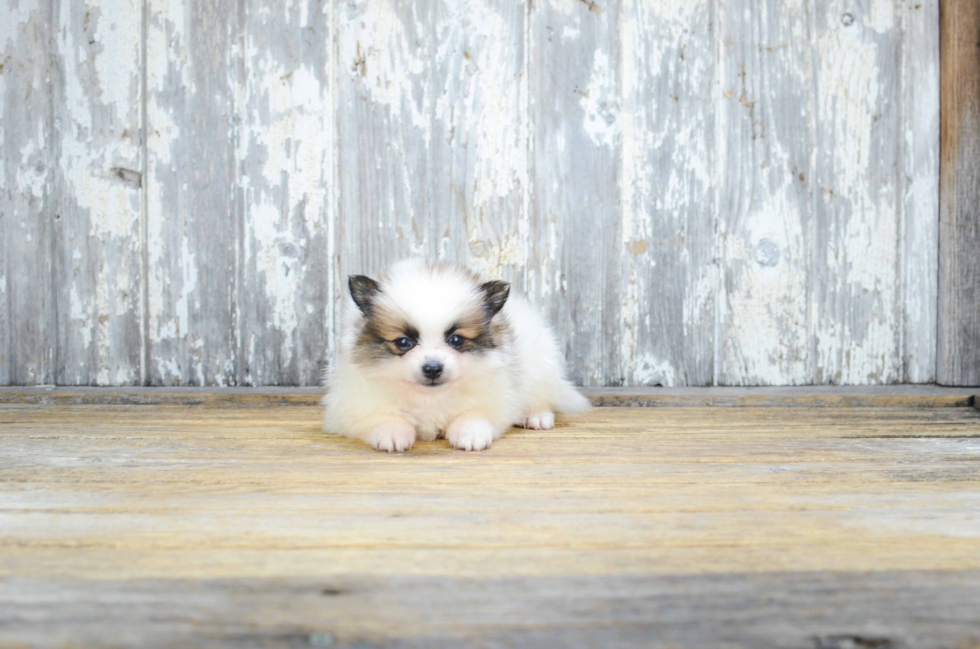 Akc Registered Pomeranian Purebred Pup