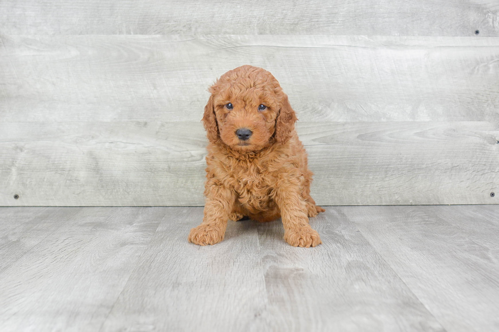 Mini Goldendoodle Puppy for Adoption