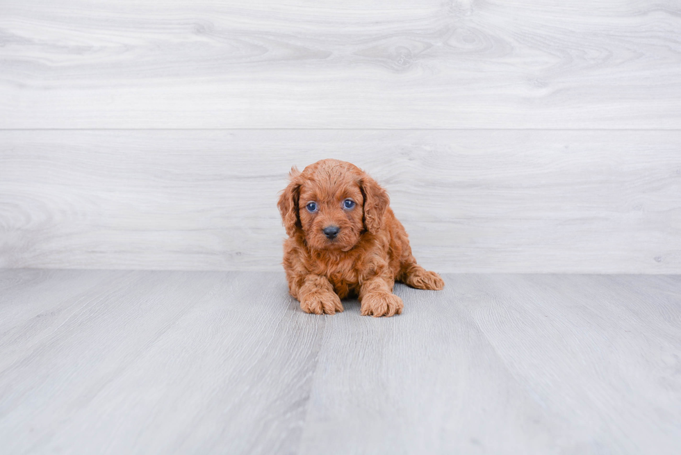 Fluffy Cavapoo Poodle Mix Pup