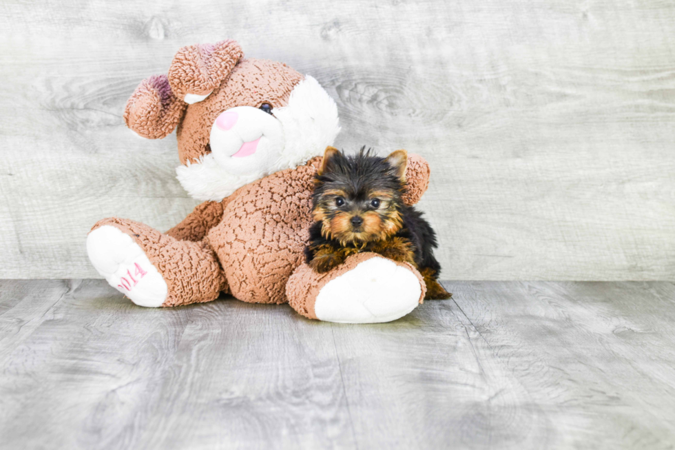 Meet Capone - our Yorkshire Terrier Puppy Photo 