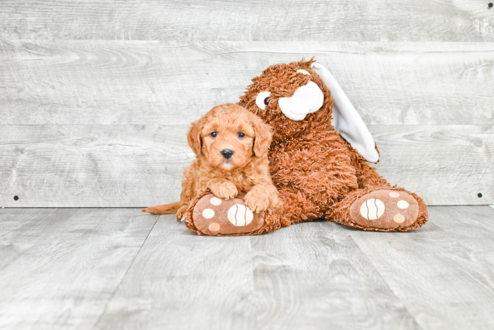 Mini Goldendoodle Puppy for Adoption