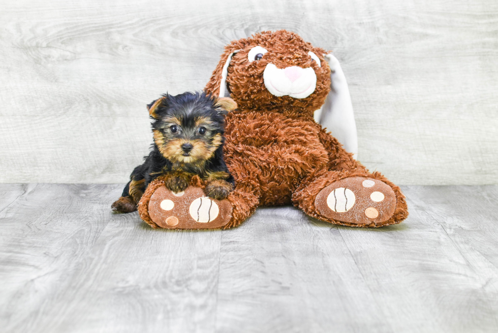 Meet Nugget - our Yorkshire Terrier Puppy Photo 