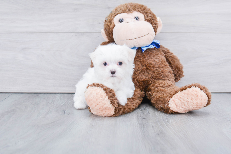 Fluffy Maltese Purebred Puppy