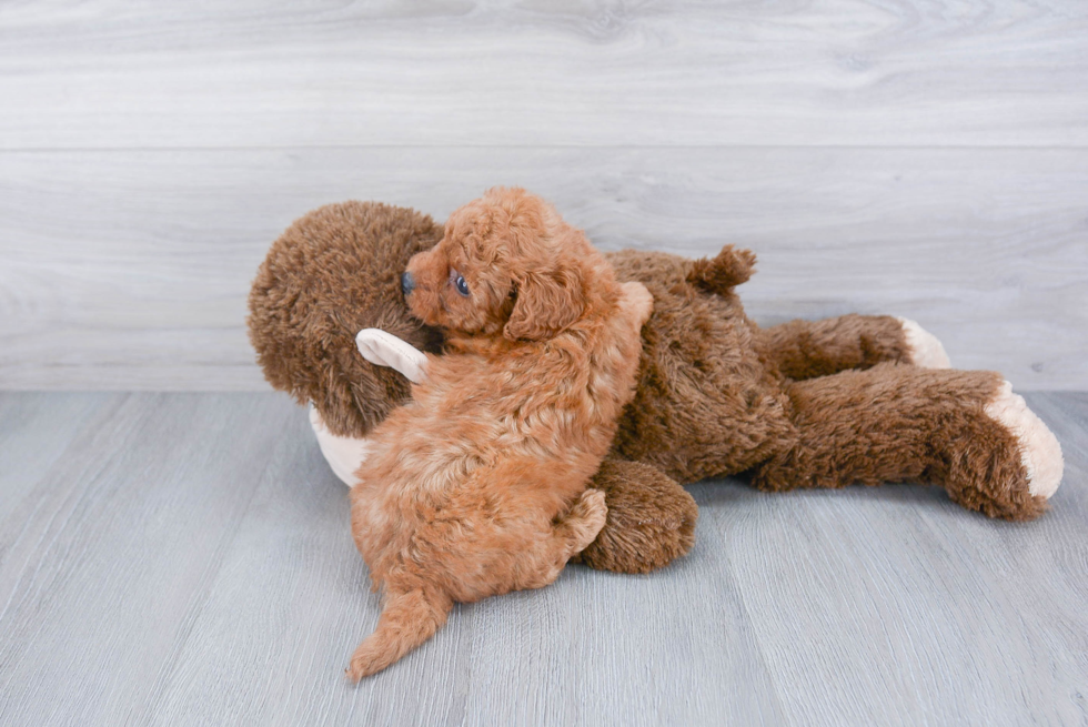 Cavapoo Pup Being Cute