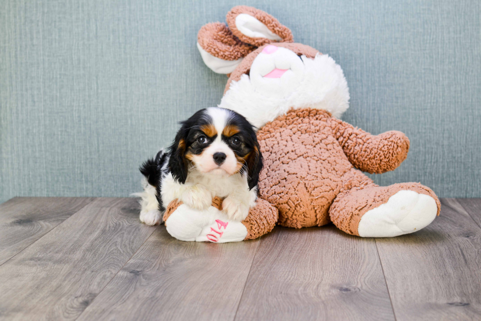 Cavalier King Charles Spaniel Pup Being Cute