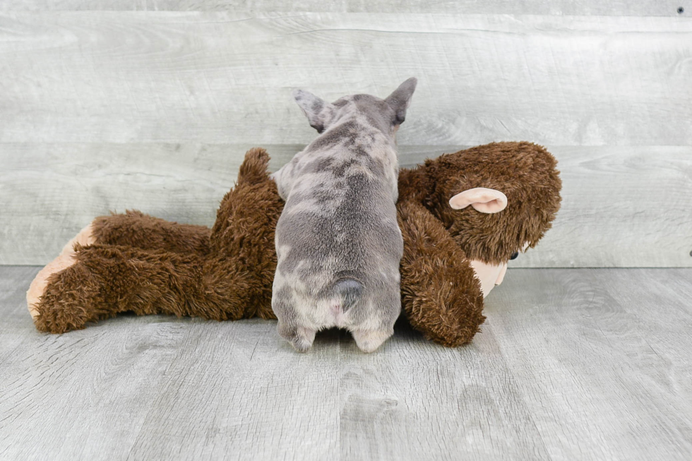 French Bulldog Pup Being Cute