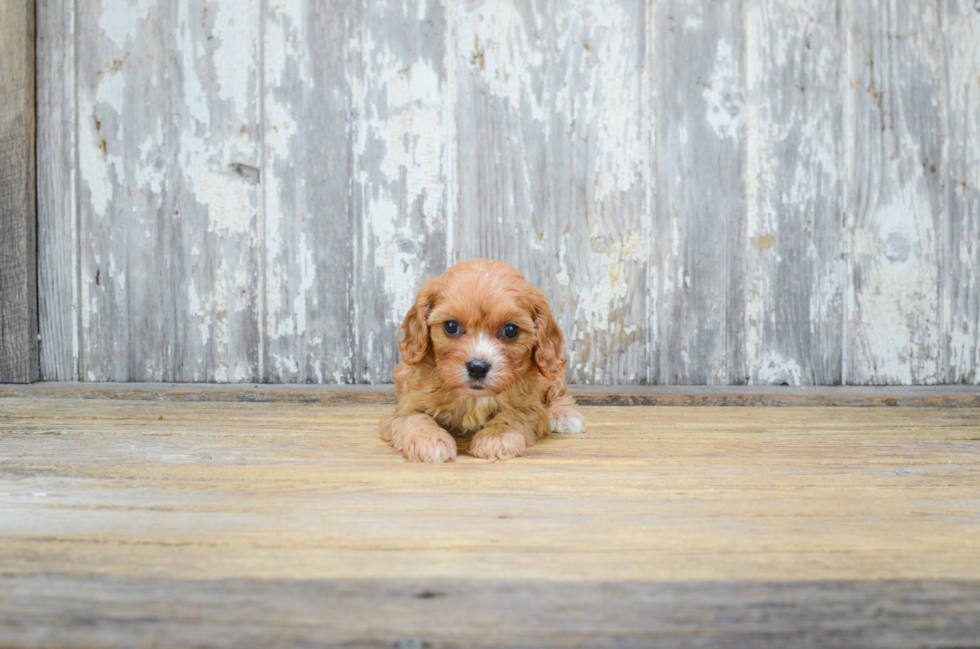 Cavapoo Puppy for Adoption