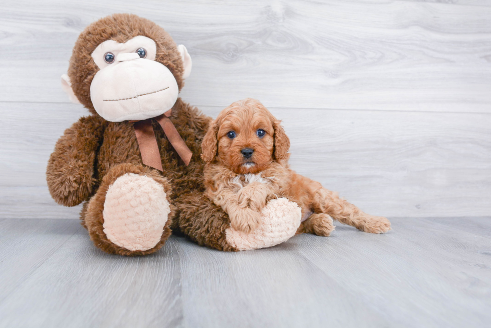 Best Cavapoo Baby