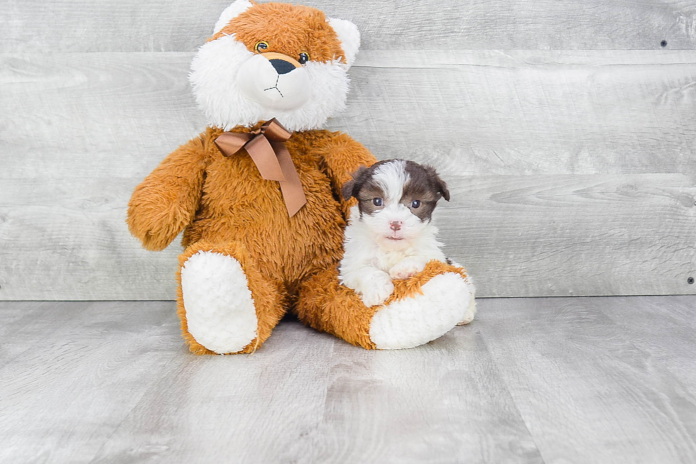 Havanese Puppy for Adoption