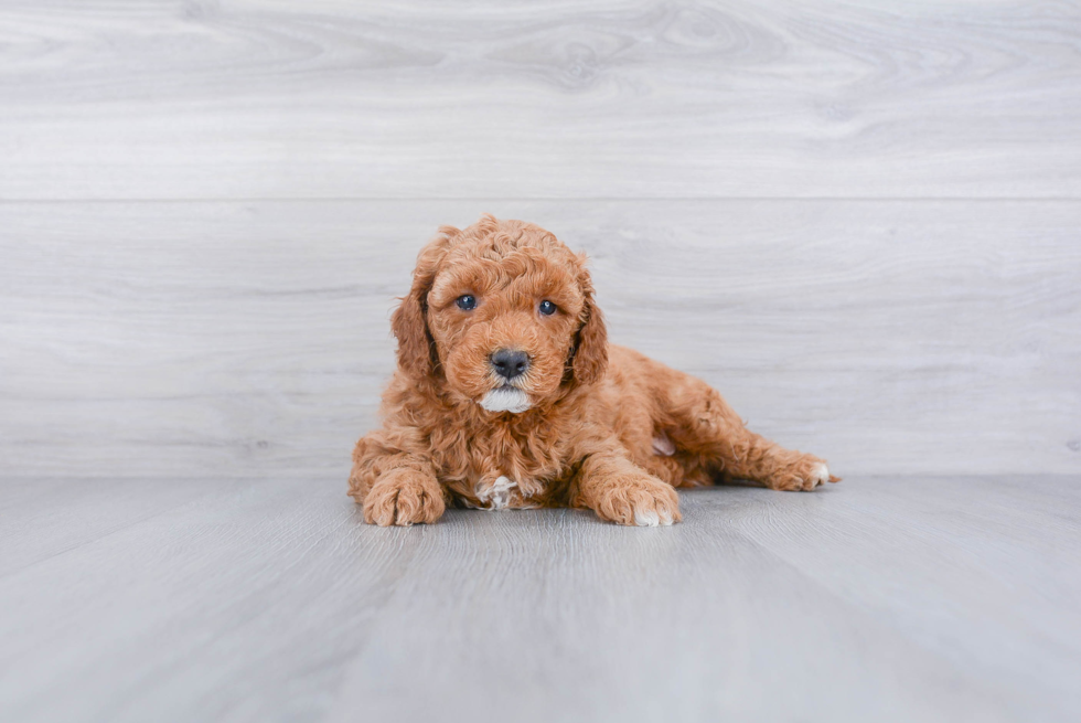 Mini Goldendoodle Puppy for Adoption