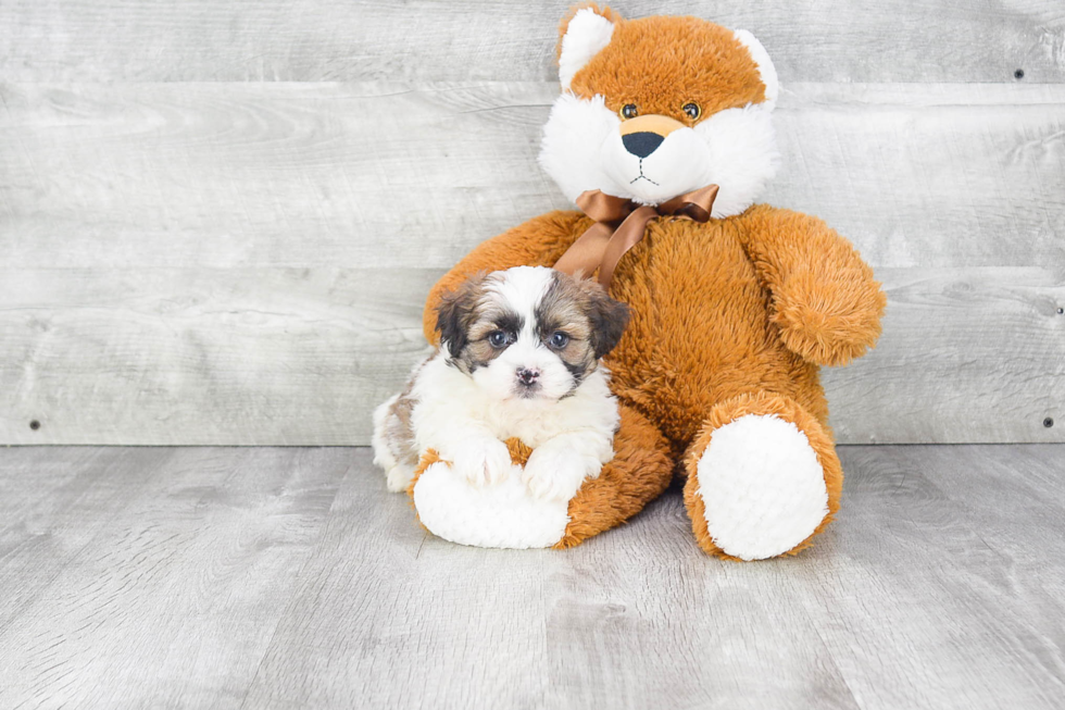 Cute Teddy Bear Baby