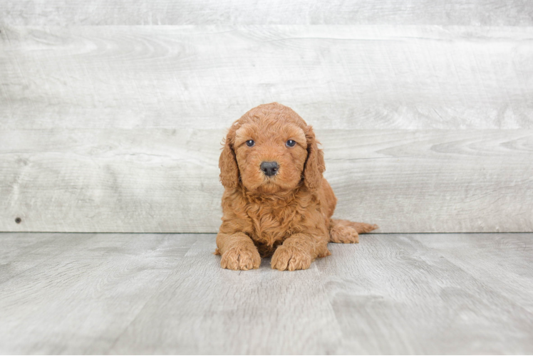 Best Mini Goldendoodle Baby